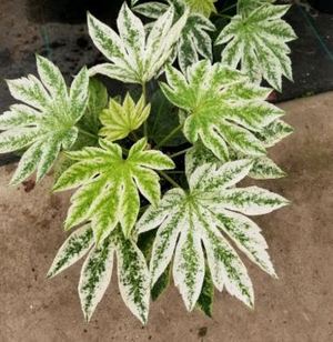 Variegated Fatsia Japonica